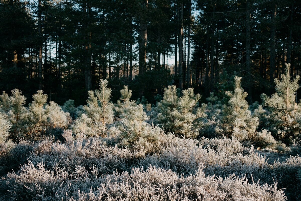 Granplantor, små granar med frost på